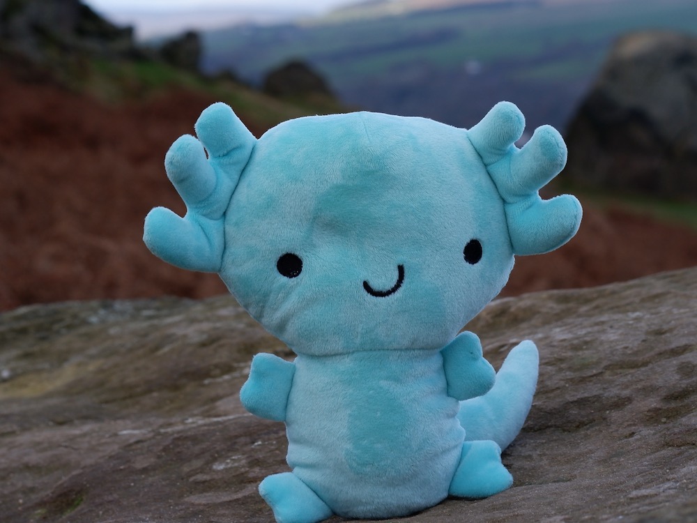 An Axolotl on a rock near Ilkley’s famous Cow and Calf rocks